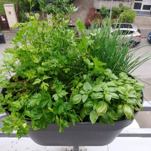 15.6. Petersilie, Schnittlauch, Basilikum