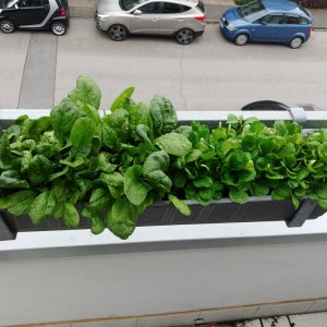 15.6. Spinat und Feldsalat