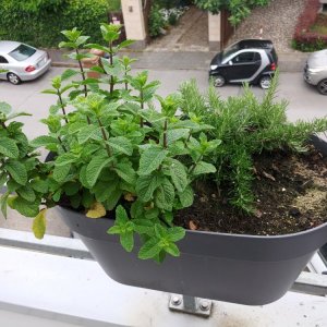 15.6. Pfefferminze und Rosmarin