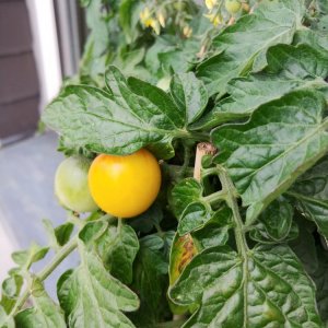 15.6. Balconi Yellow