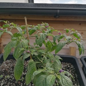 Rocoto Olive Mini.jpg