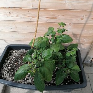 Arequipa Giant Yellow.jpg