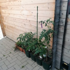 Tomaten.jpg