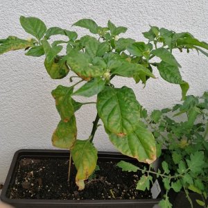 Fatalii Red prime.jpg