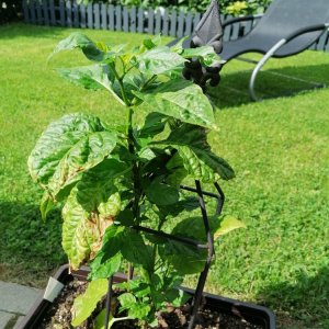 Carolina Reaper braun.jpg