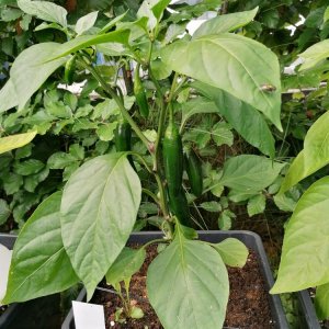 Medium 'Jalafuego2.jpg' im Album 'Diverse'