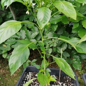 Criolla de Cocina.jpg