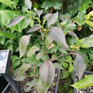 Black Hottehü Prime.jpg