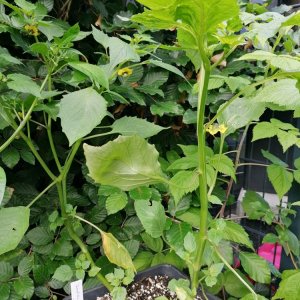 Tomatillos purple.jpg