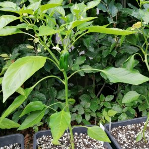 Criolla de Cocina1.jpg