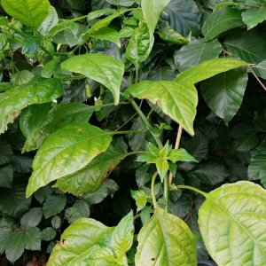 Salvador de Bahia.jpg