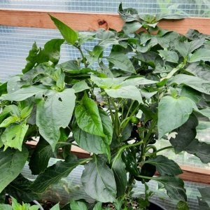 Barbaras Antipodes 01.jpg