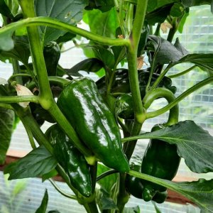 Barbaras Antipodes 02.jpg