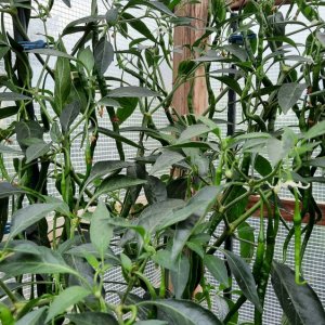 Cabe Keriting 01.jpg