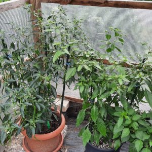 Cabe Keriting und Thai Burapa.jpg