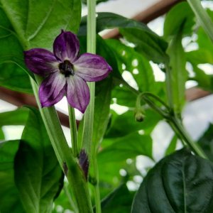 Comstock Purple Blüte.jpg