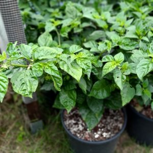 Frontera Sweet 01.jpg