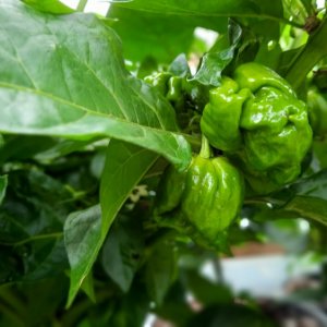 Frontera Sweet 02.jpg