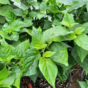 Habanero White Giant 01.jpg
