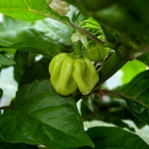 Habanero White Giant 02.jpg