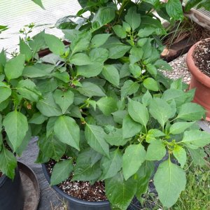 Hatch Ms Junie 00.jpg