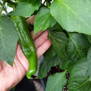 Hatch Ms Junie 01.jpg