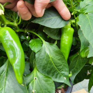 Hatch Ms Junie 02.jpg