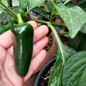 Jalapeno Argriset 4109.jpg