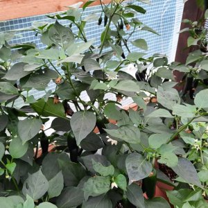 Jalapeno El Jefe 1.jpg