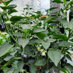 Jalapeno El Jefe 2.jpg