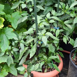 Jalapeno Purple 01.jpg