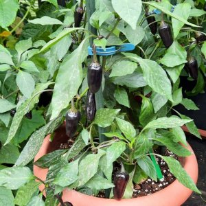 Jalapeno Purple 02.jpg