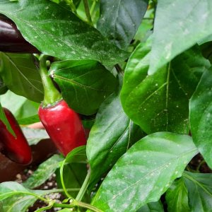 Jalapeno Purple 03.jpg