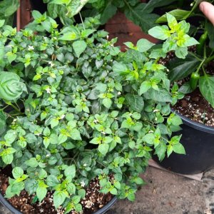 O´odham Chiltepin 01.jpg