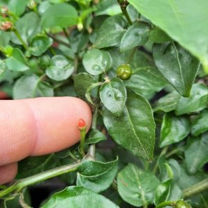 O´odham Chiltepin 02.jpg