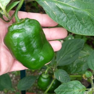 Rocoto Peru 8969x.jpg