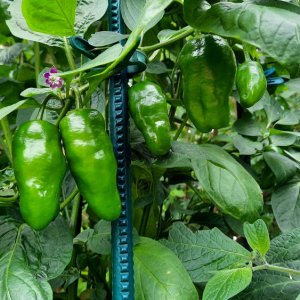 Rocoto Yellow 01.jpg