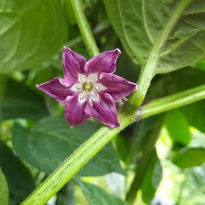 Rocoto Yellow 02.jpg