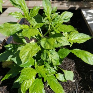 Bhut Jolokia