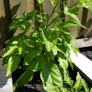 Habanero X Lunchbox und Habanero