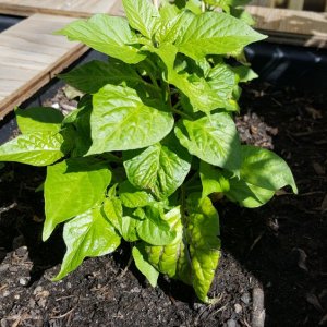 Fatalii Gelb