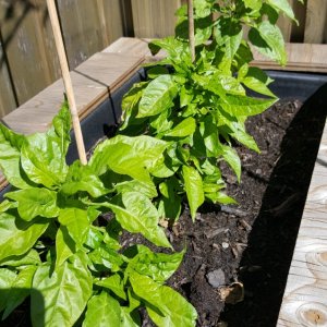 Carolina Reaper