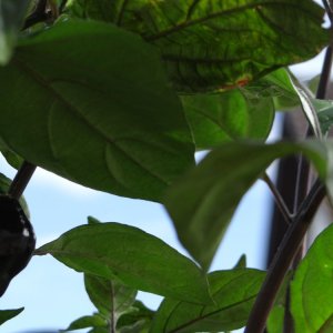 Cheiro Orange 1 Beere 1.JPG