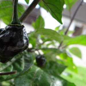 Cheiro Orange 1 Beere 3.JPG