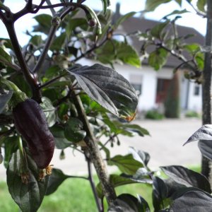 Fidalgo Roxa 18 beere.JPG