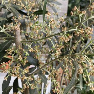 Taggiasca Olive