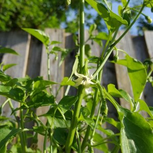 Cayenne