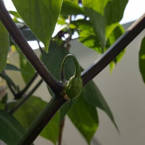 Rocoto Red