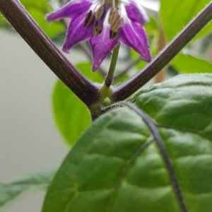 Rocoto Red