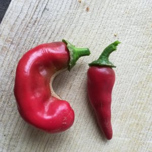 Morita_Beere 3_MHW_Beere 4_20200715_171531.jpg_20200715_171531.jpg